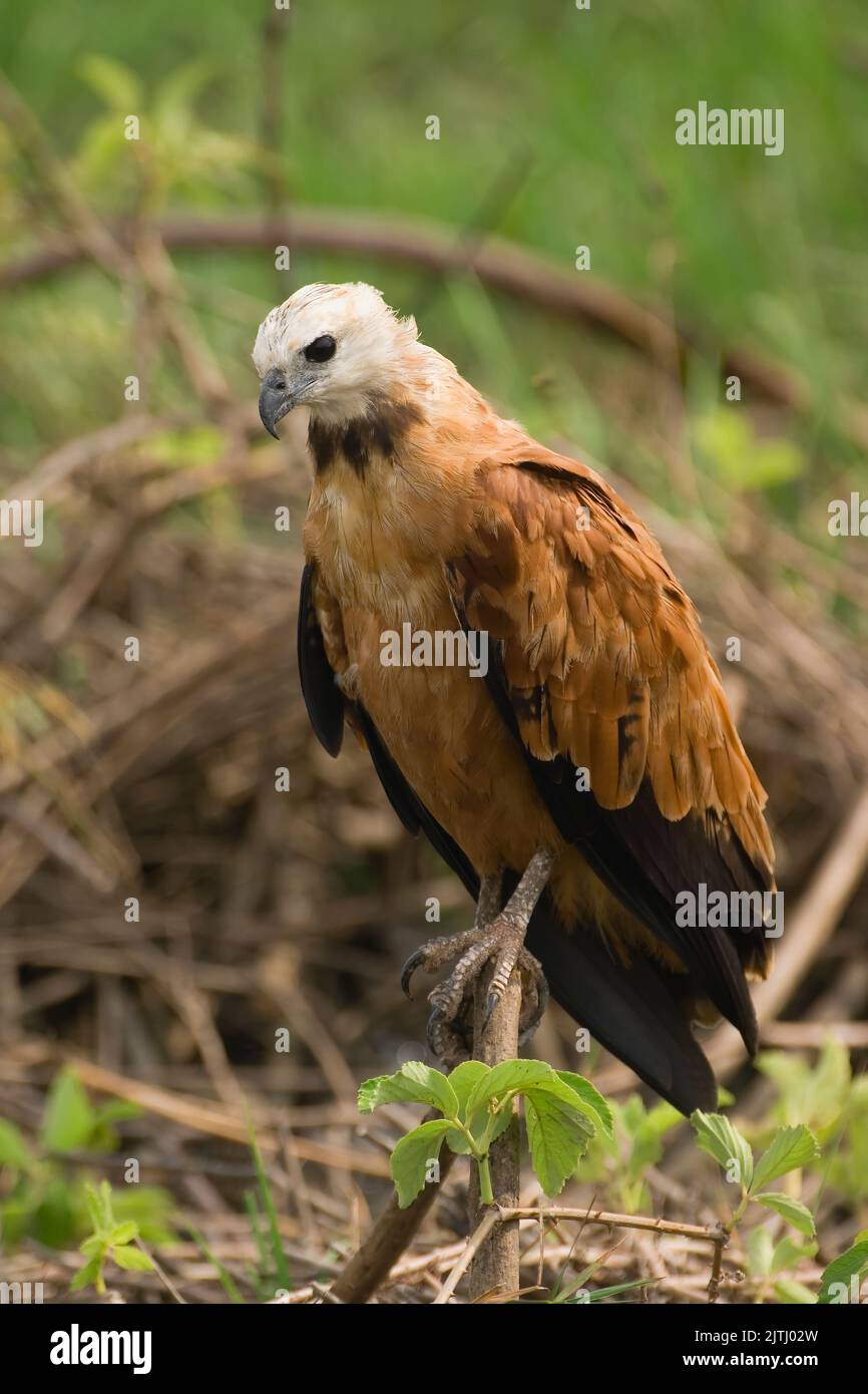 Black-collared Hawk (Busarellus nigricollis), Pantanal, Mato Grosso, Brazil Stock Photo