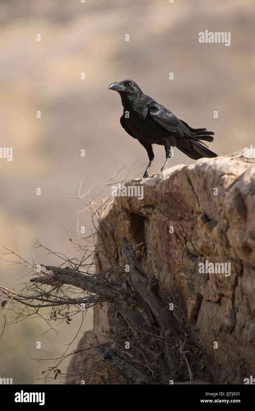 Large-Billed crow (Corvus macrorhynchos), Ranthambore National Park, Rajasthan, India Stock Photo