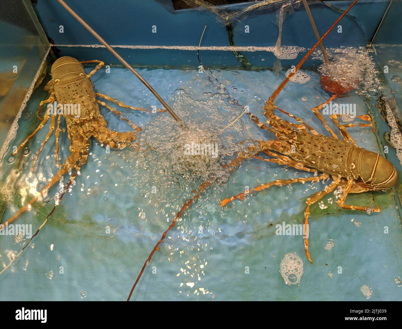 Lobsters in a tank of water at a seafood restaurant, Phuket, Thailand Stock Photo