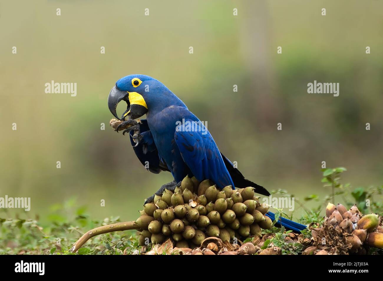 Hyacinth Macaw (Anodorhynchus hyacinthinus); Pantanal, Mato Grosso, Brazil Stock Photo