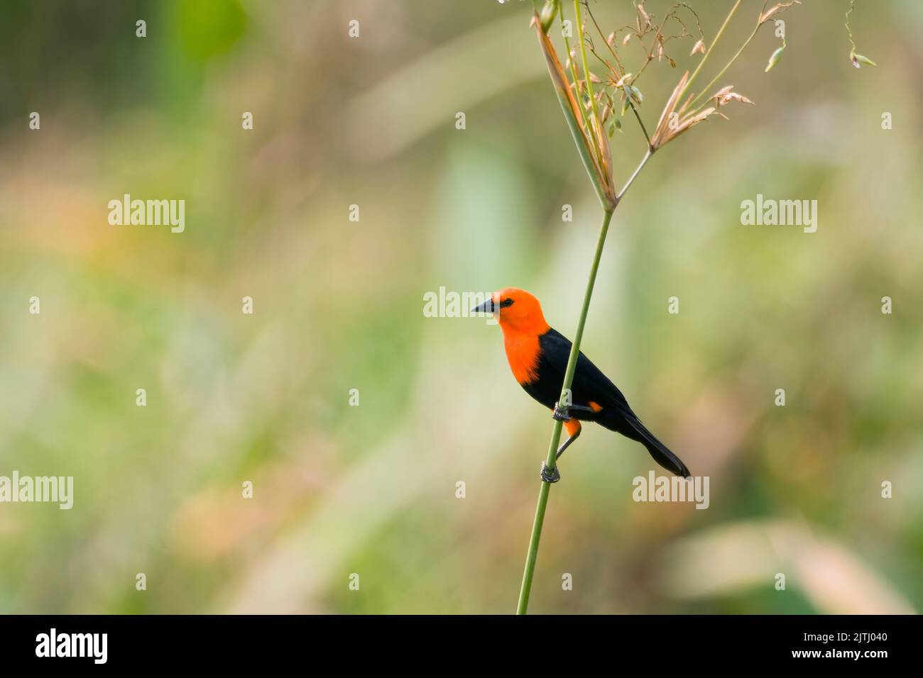 Scarlet-headed Blackbird (Amblyramphus holosericeus); Pantanal, Mato Grosso, Brazil Stock Photo