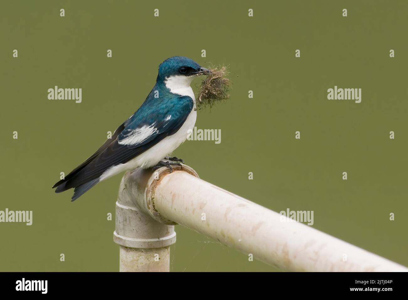 White-winged Swallow (Tachycineta albiventer), Pantanal, Mato Grosso, Brazil Stock Photo