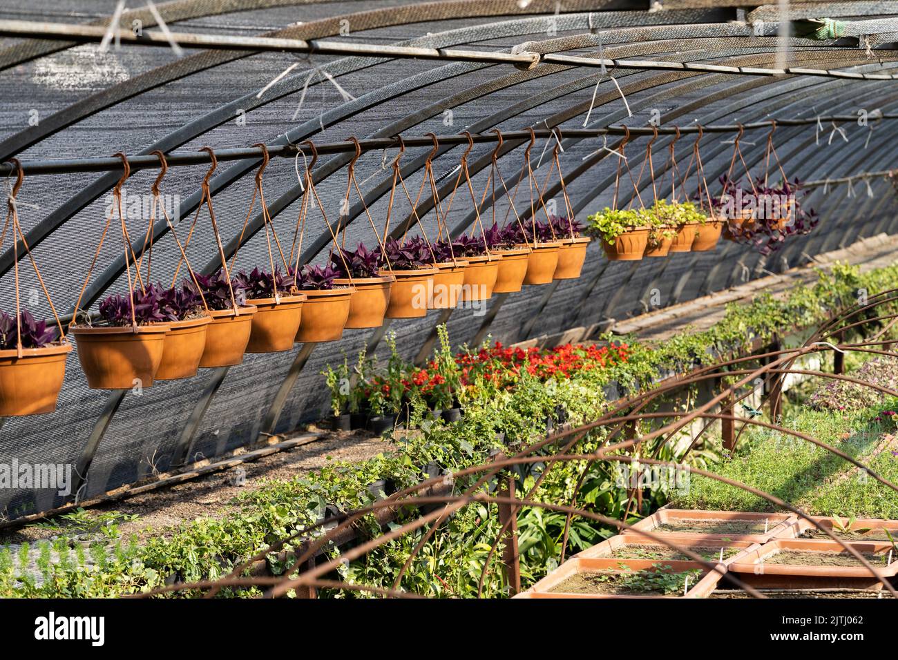 Exotic plants grow in brown pots hanging on wires in nursery garden