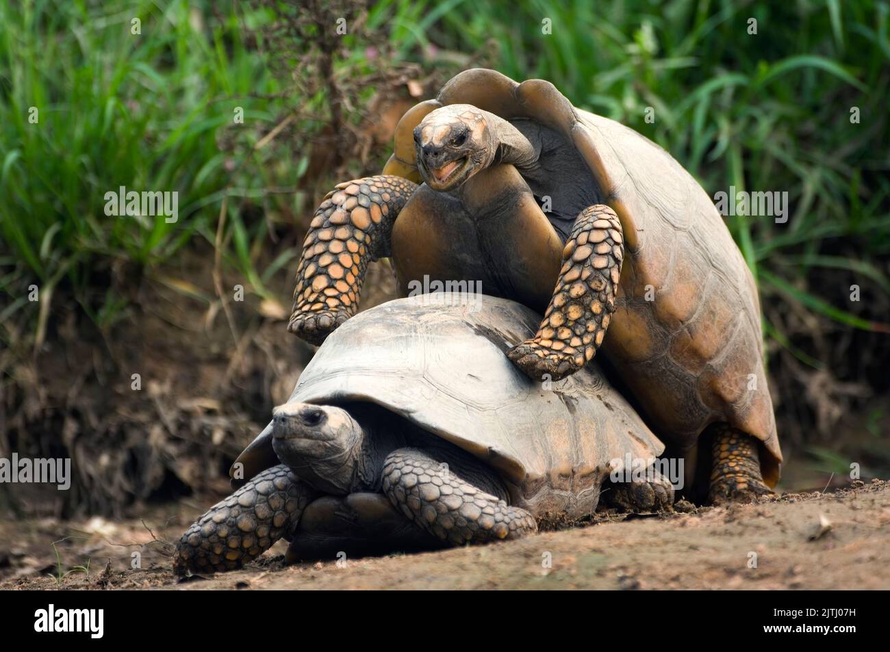 Red Footed Tortoise (Geochelone carbonaria), Pantanal, Mato Grosso, Brazil Stock Photo