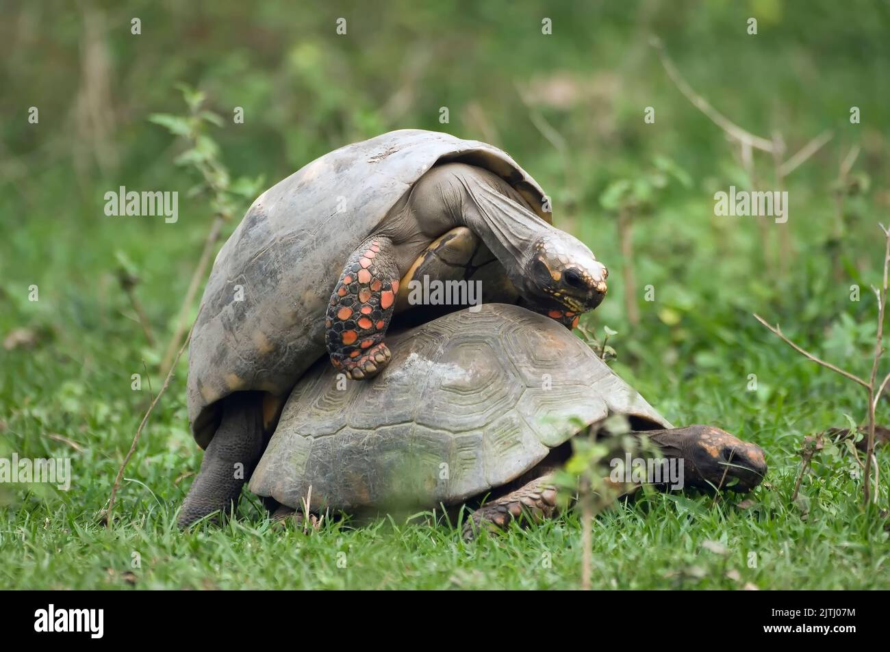 Red Footed Tortoise (Geochelone carbonaria), Pantanal, Mato Grosso, Brazil Stock Photo