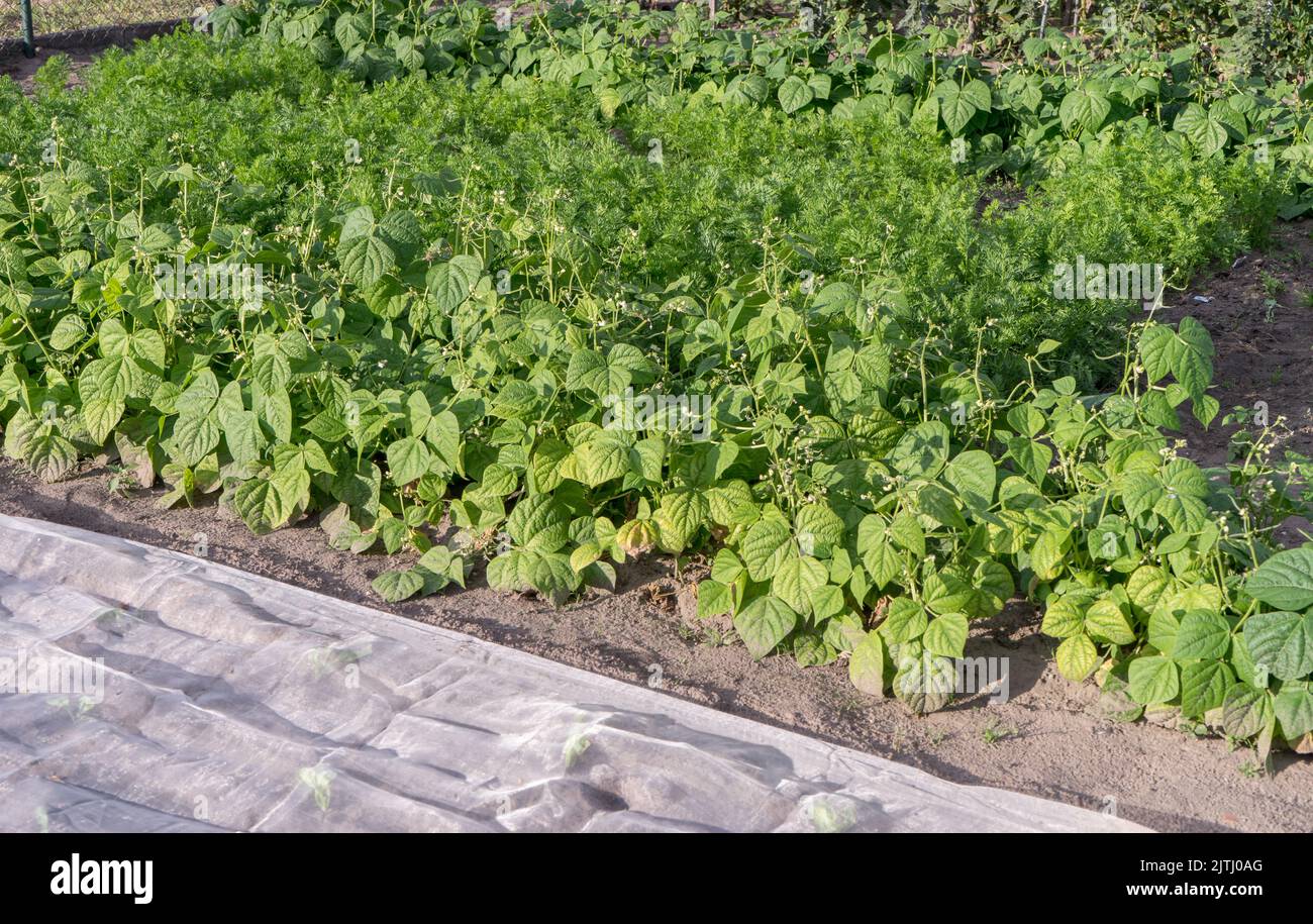 Vegetable garden with beans and carrots Stock Photo