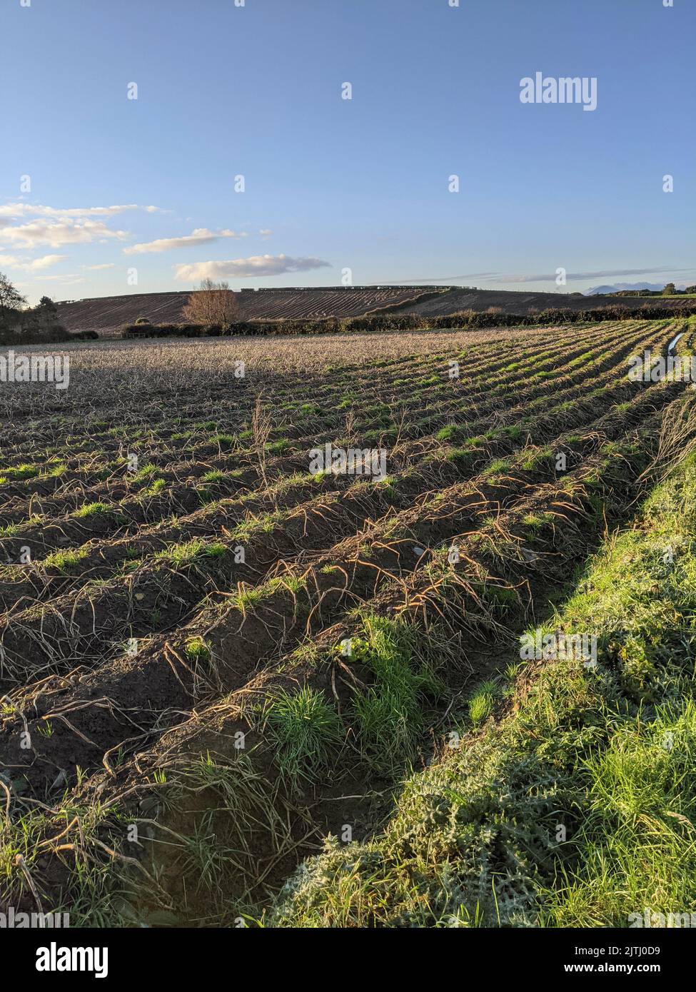 Ploughed furrows in a field. Stock Photo