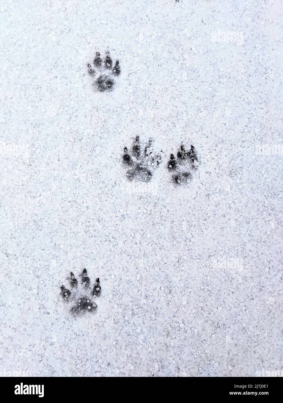 Footprints left by a dog in snow Stock Photo