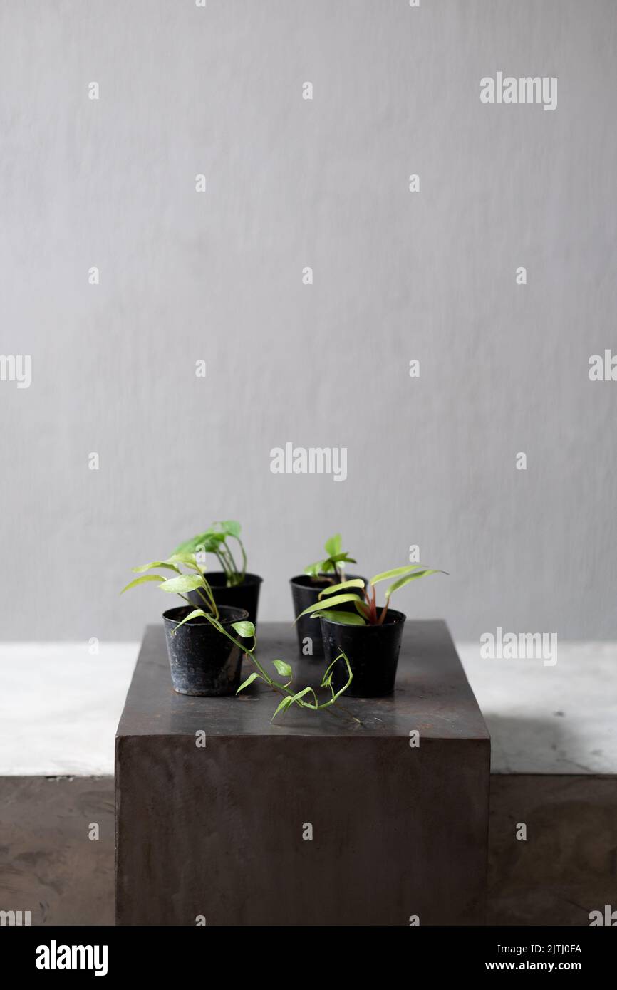 Small green plant pots on minimal concrete table with grey wall background Stock Photo