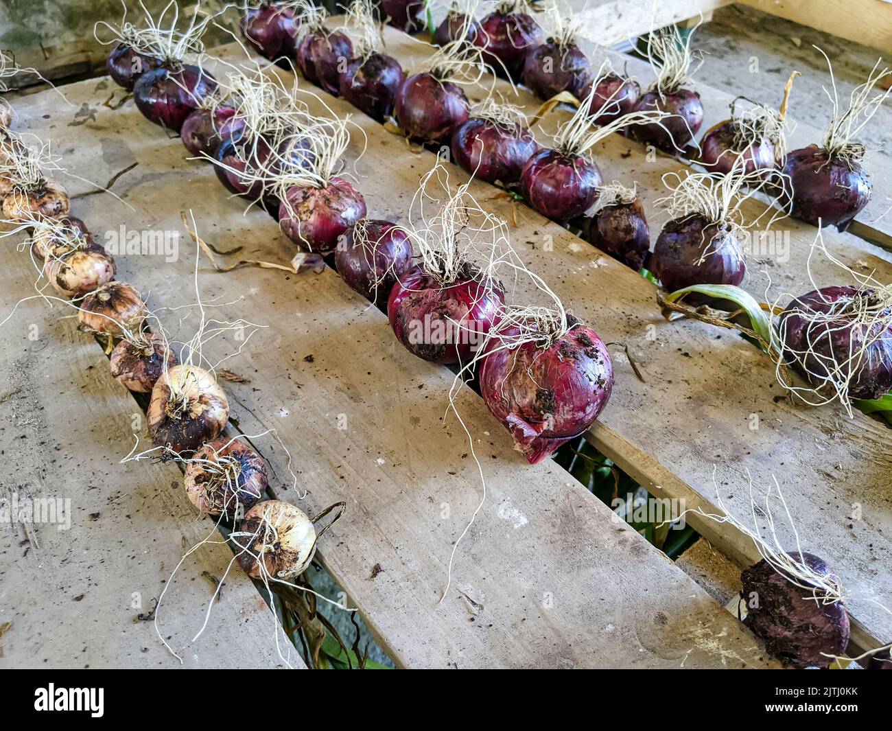 Variety of onions drying on a rack after being harvested from a vegetable garden. Stock Photo