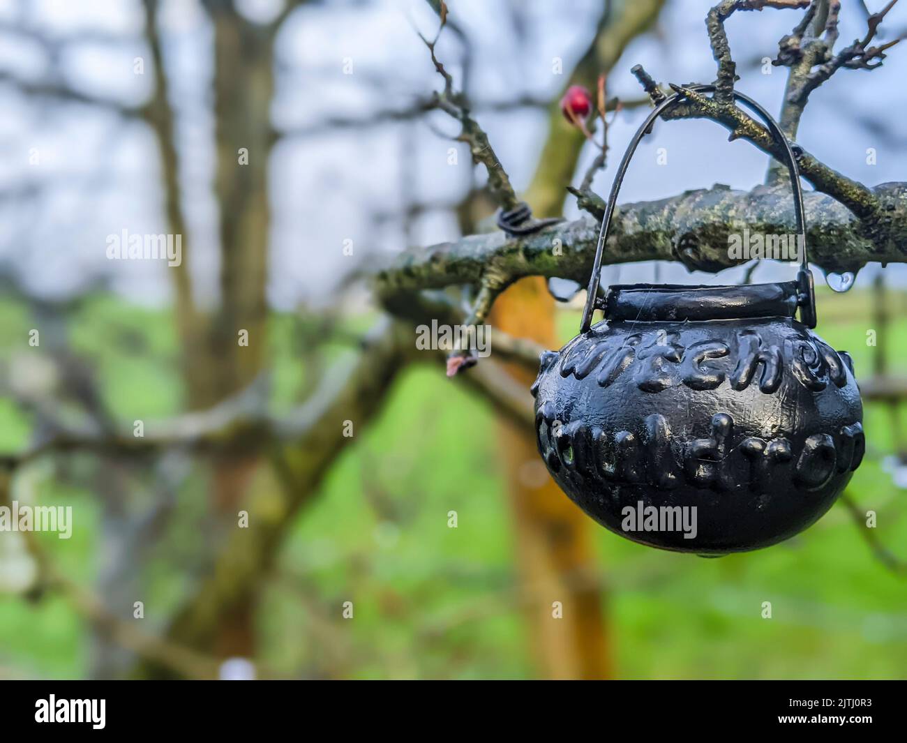 Witches cauldron hanging from the branch of a tree at a 'fairy trail', Northern Ireland. Stock Photo