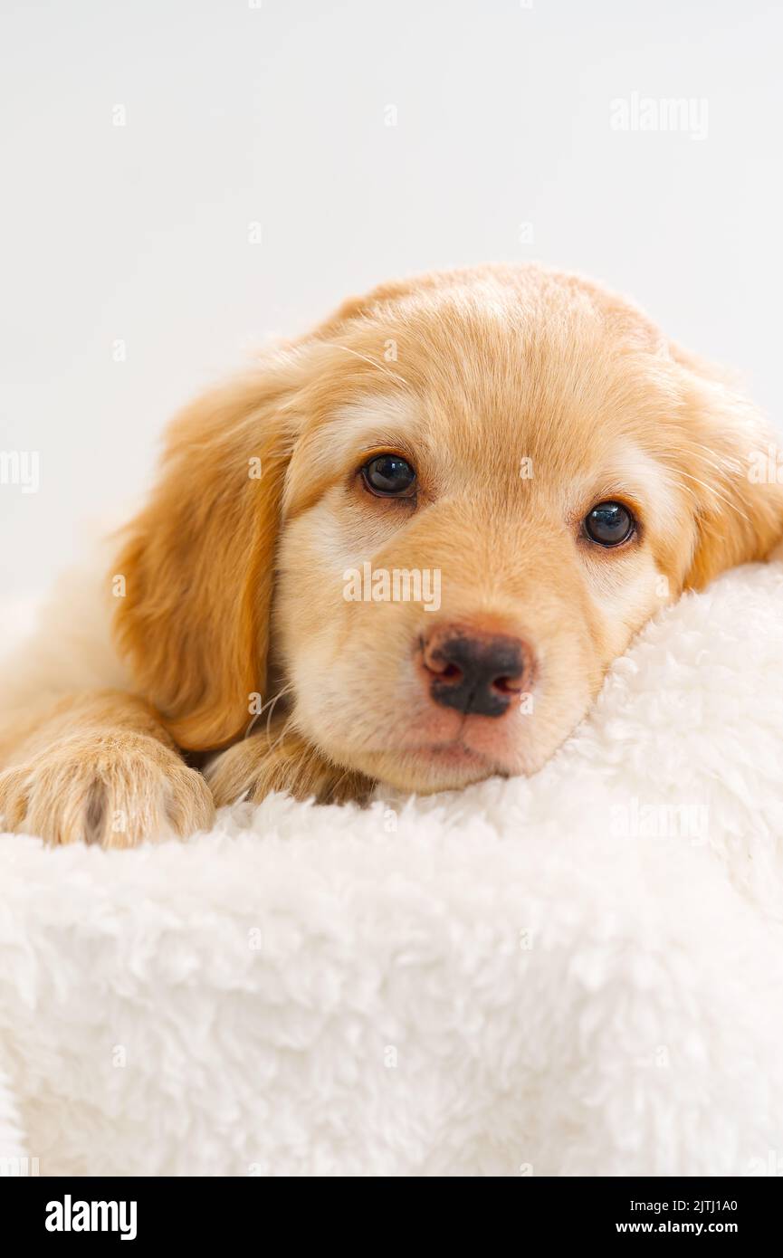 Cute Blond puppy lying on white blanket. This is a breed of Hovawart bred in Germany as a watch dog. Stock Photo