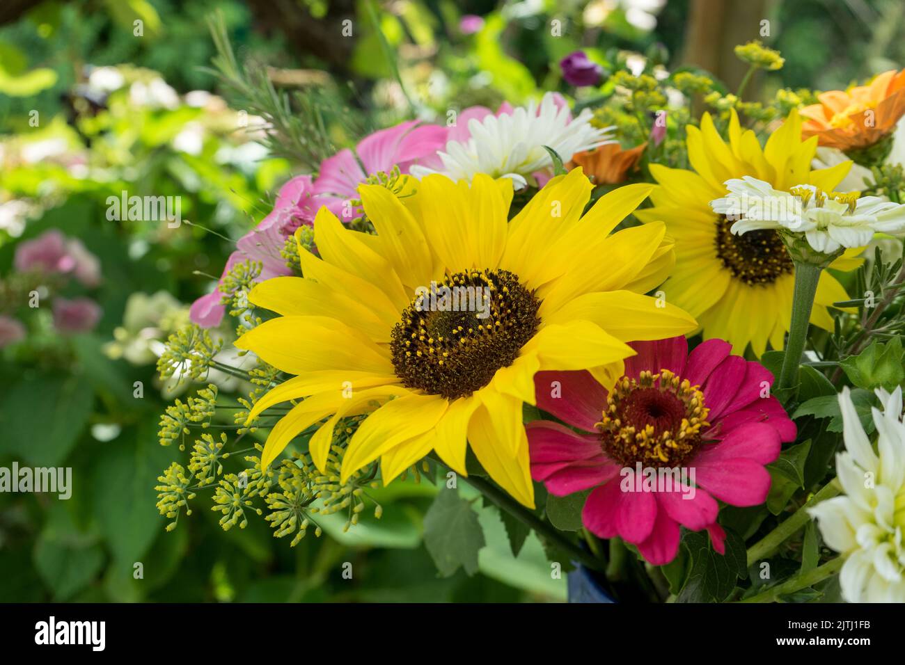 Bouquet with sunflowers and zinnias Stock Photo