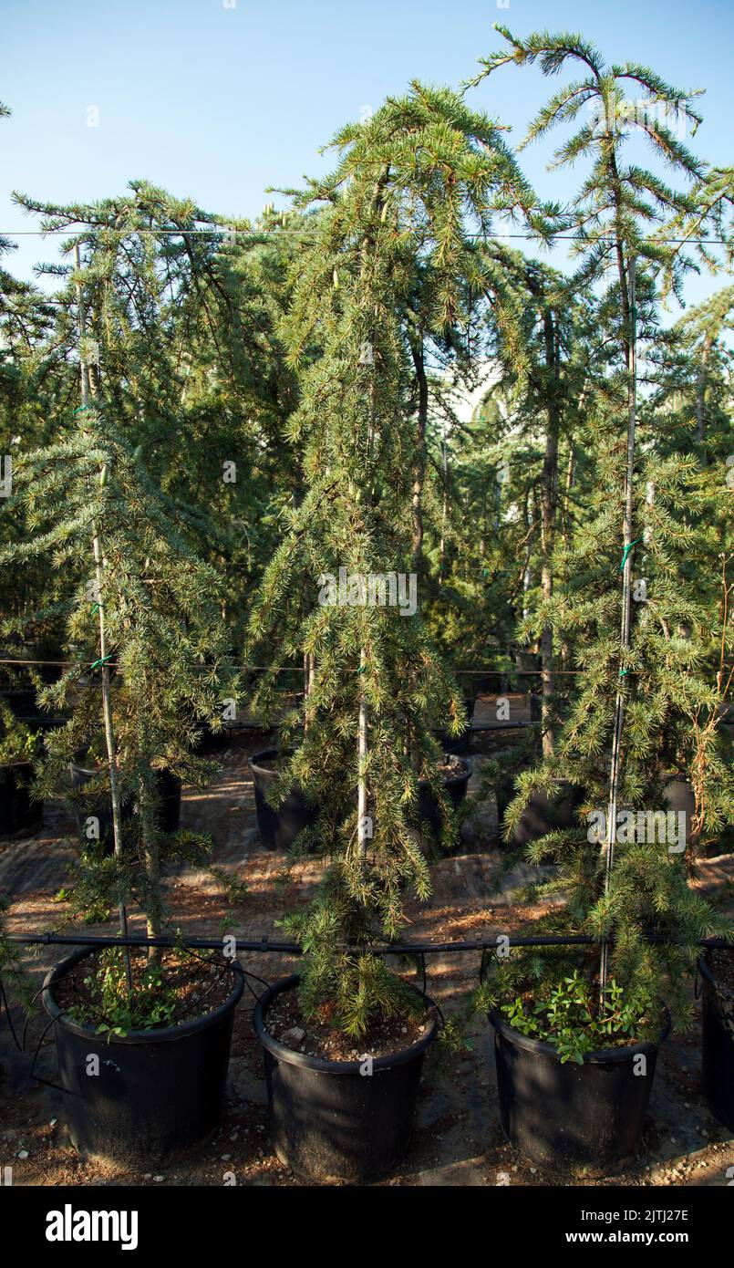 Cedrus deopendula plant by selective focus shot. Stock Photo