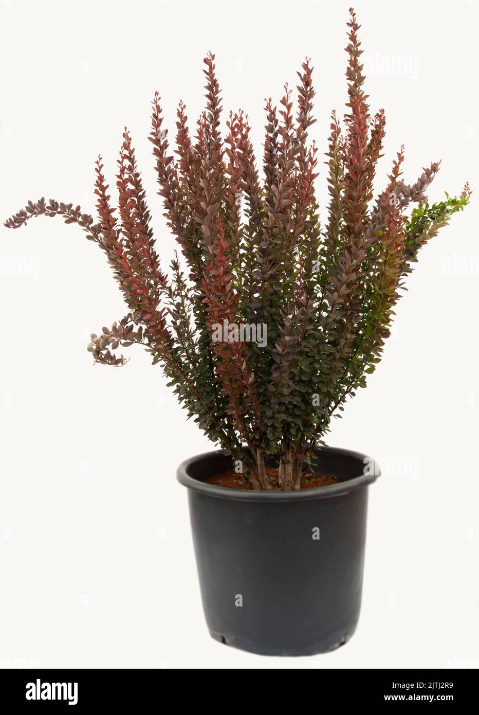 Berberis red rocet plant in flowerpot on isolated white background, selective focus shot. Stock Photo