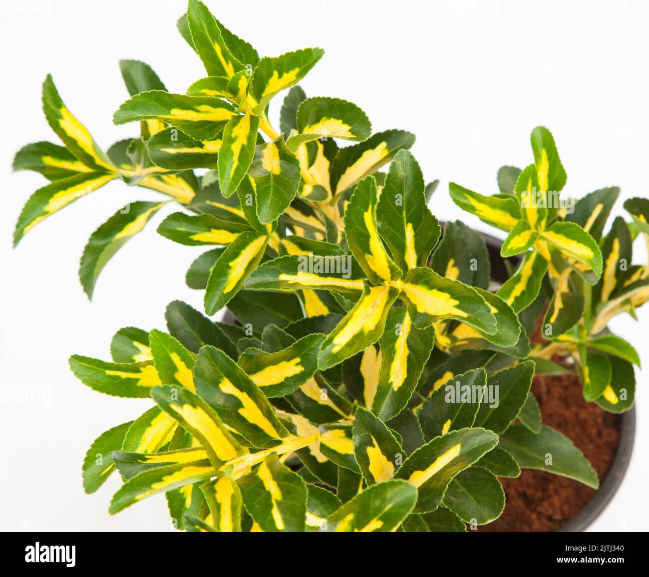 schönster künstlicher weihnachtsbaum Künstlicher Weihnachtsbaum - Gabriel | 230 cm kaufen main image 1