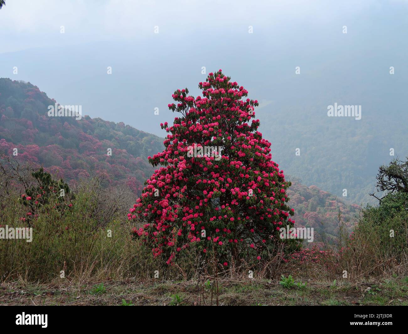 Himalaya Mountains range with magnificent blossoms rhododendrons flowers in foreground. Poon Hill, Nepal. Morning scene. Nature and travel concept. Se Stock Photo