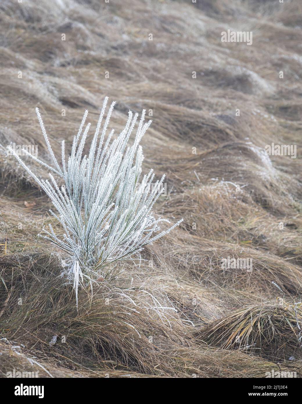 Hoar frost on shrubs. Vertical format Stock Photo Alamy