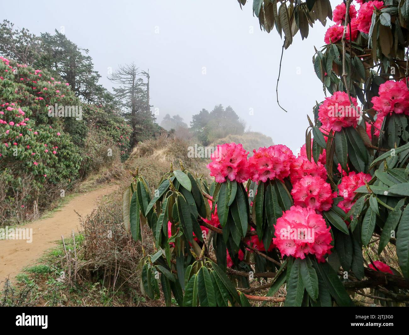 Himalaya Mountains range with magnificent blossoms rhododendrons flowers in foreground. Poon Hill, Nepal. Morning scene. Nature and travel concept. Se Stock Photo
