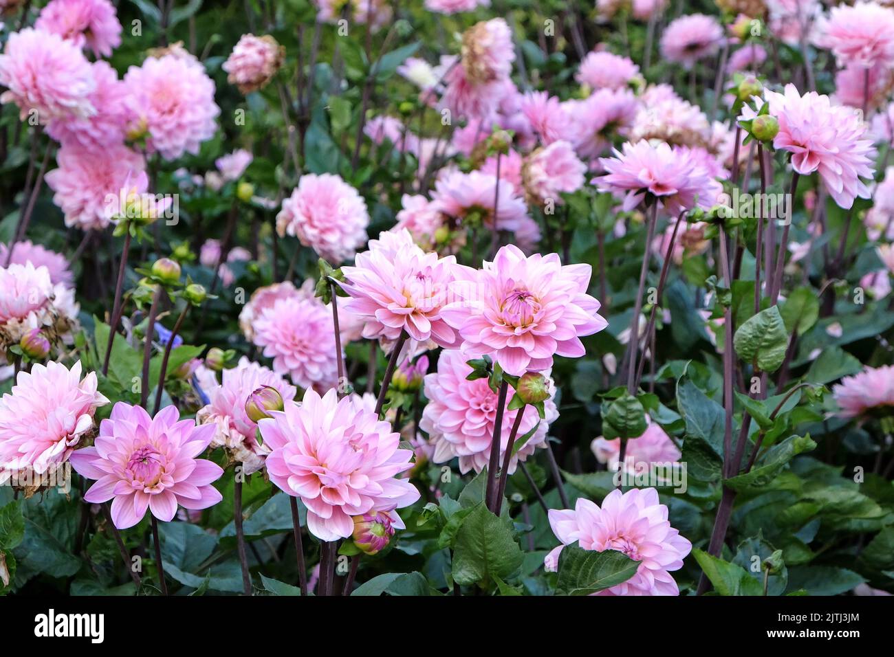 Dahlia &lsquo;Melody Harmony&rsquo; in flower Stock Photo - Alamy