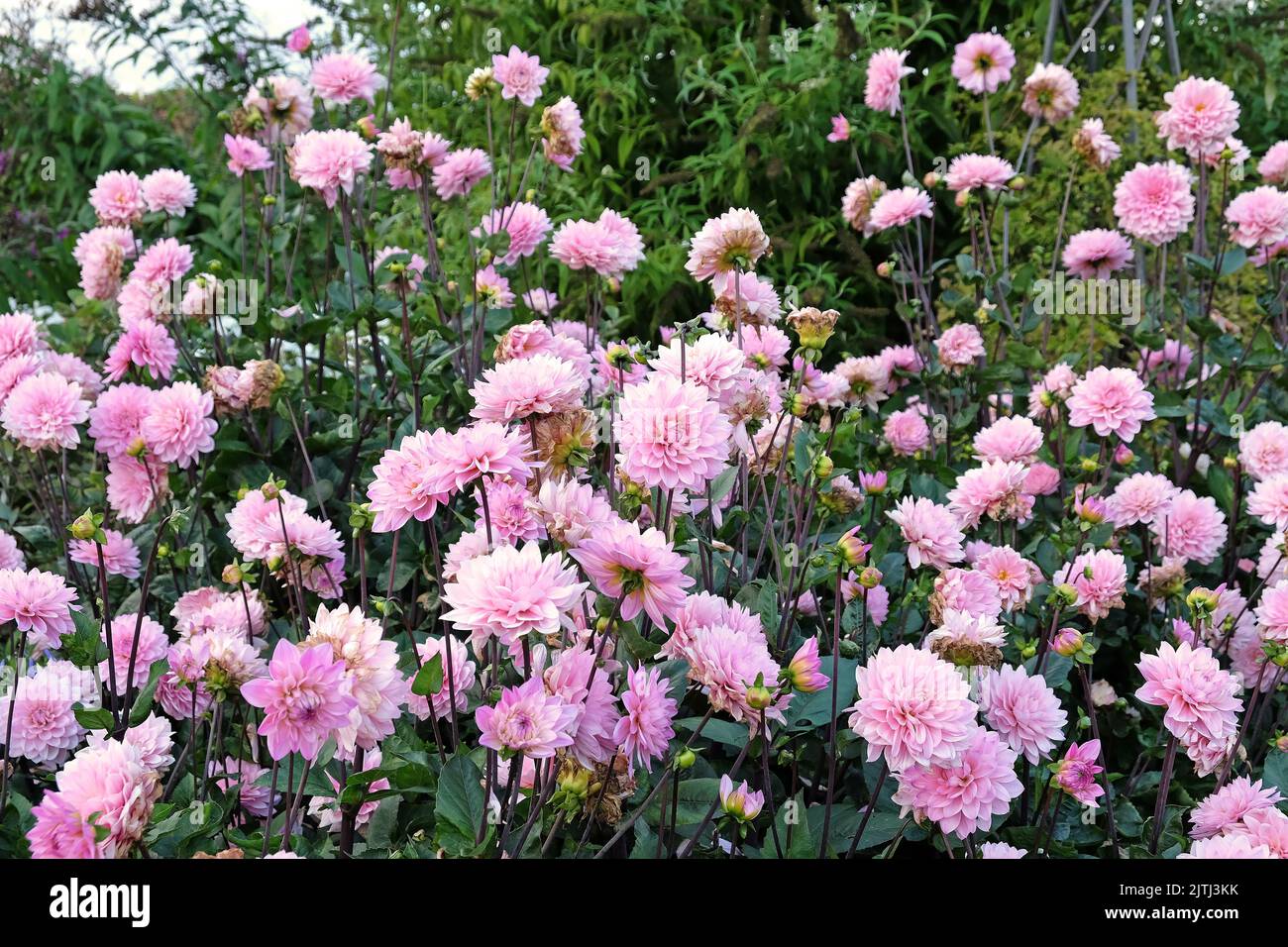Dahlia 'Melody Harmony' in flower Stock Photo Alamy