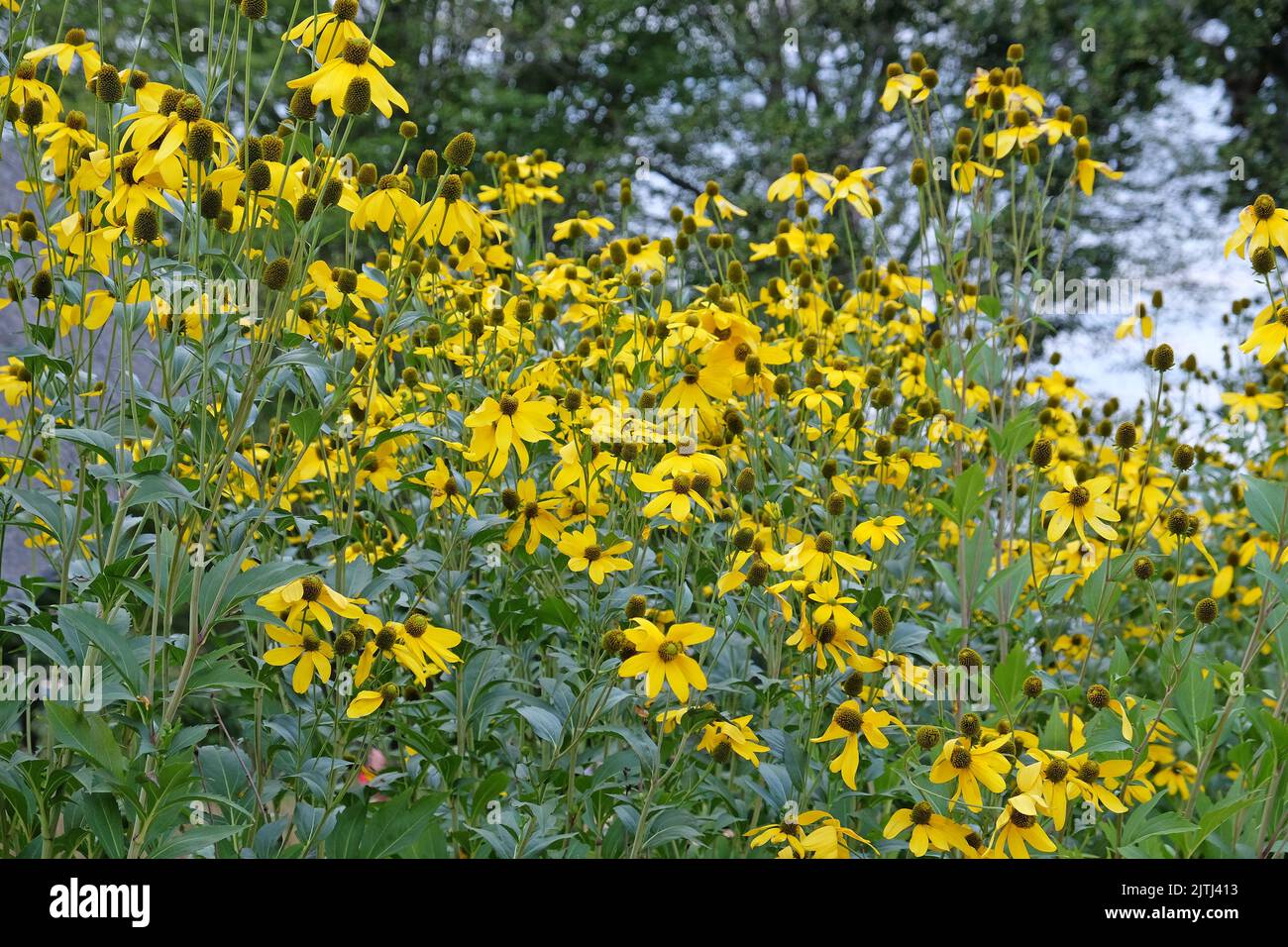Rudbeckia laciniata ‘Herbstsonne’ in flower Stock Photo - Alamy