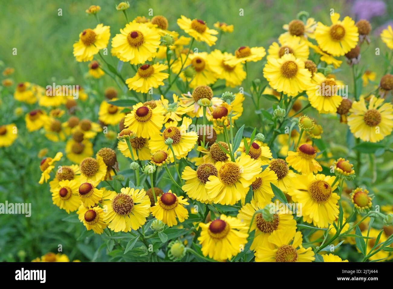 Helenium sneezeweed 'Riverton Beauty' in flower Stock Photo