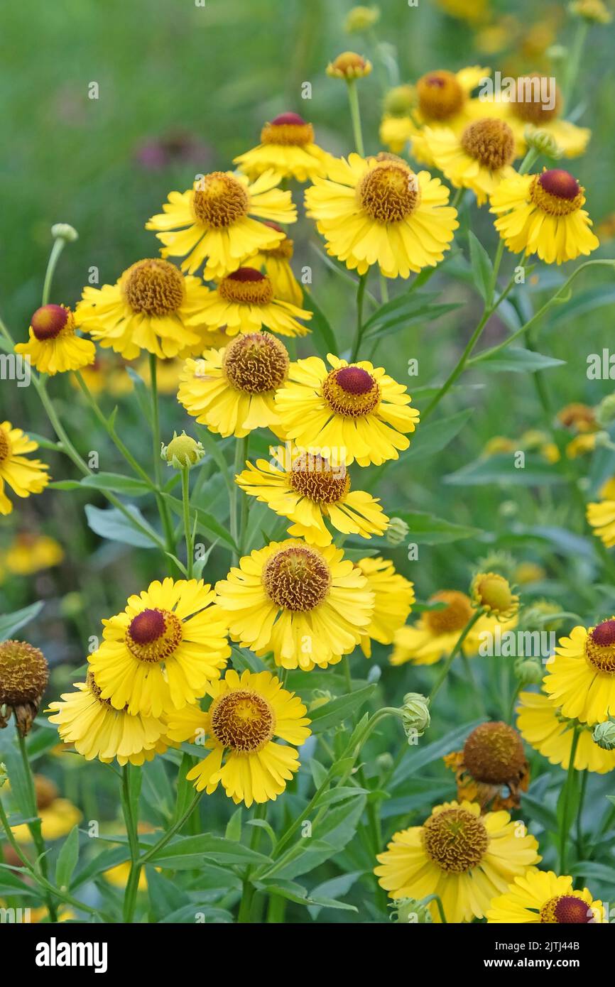Helenium sneezeweed 'Riverton Beauty' in flower Stock Photo
