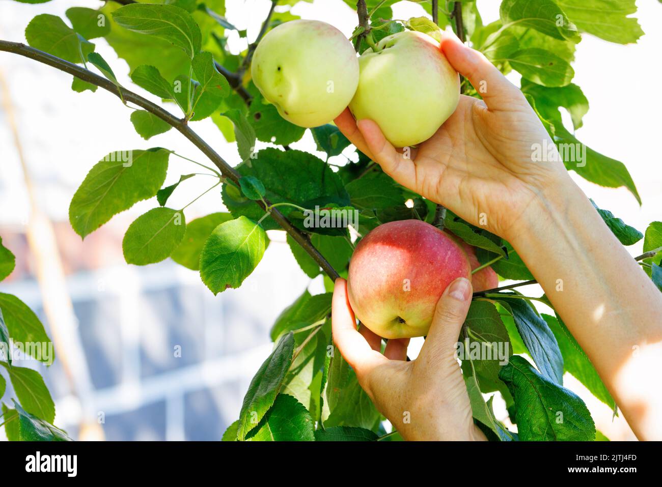 A woman's hand picks ripe apples from a tree in a summer garden. Stock Photo
