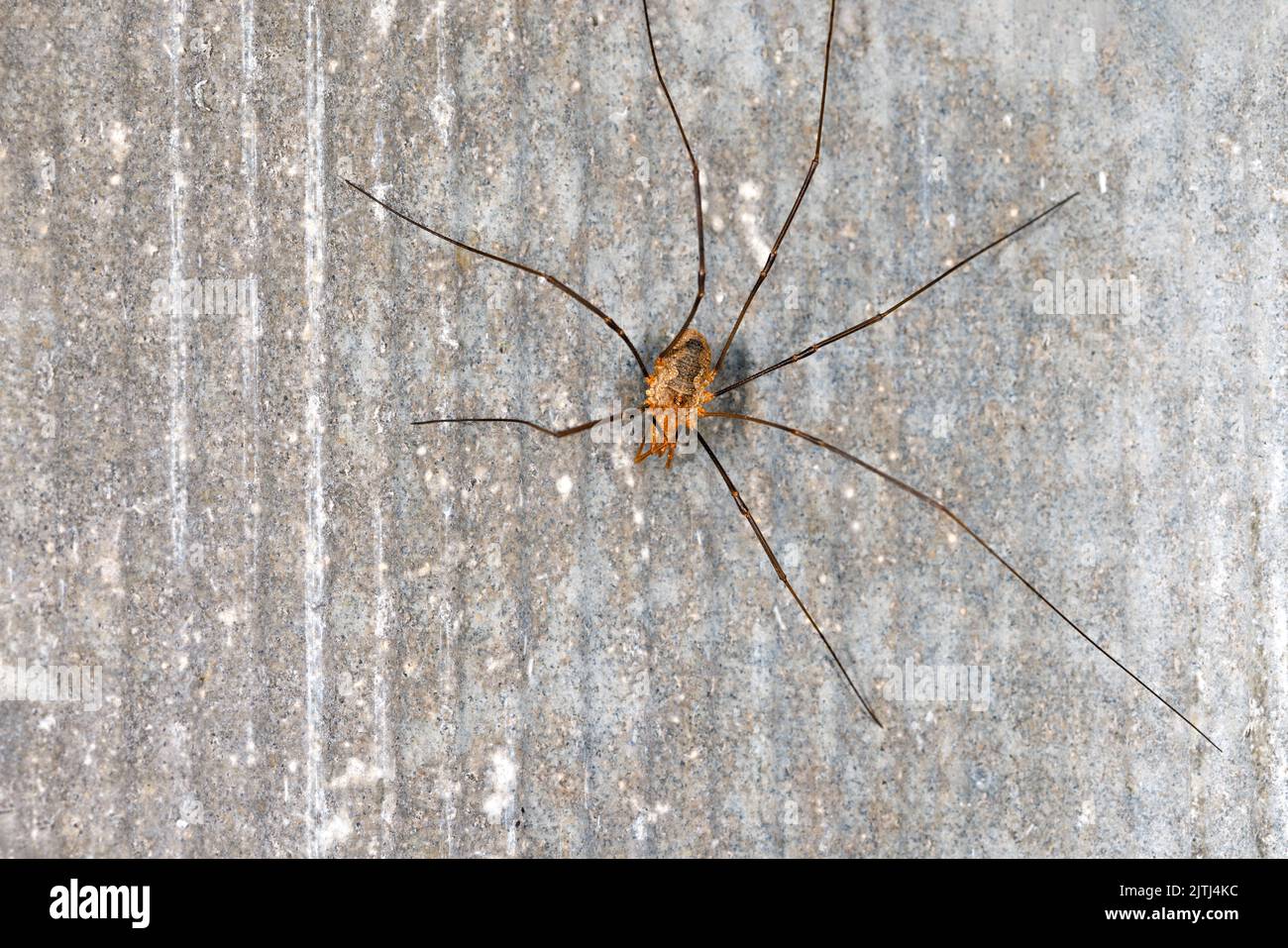 A closeup shot of a long-legged spider on a gray wall. Copy space. Stock Photo