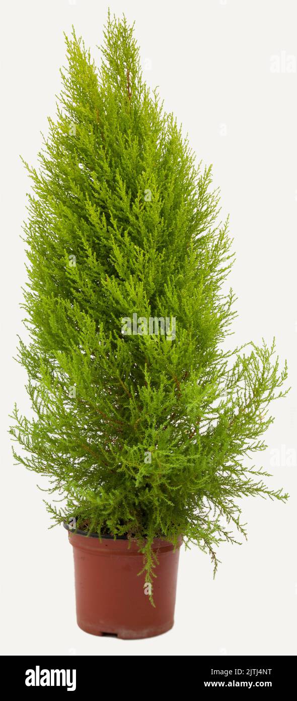 Cupressus macr gold plant in tile-colored flowerpot on isolated white background, selective focus shot. Stock Photo