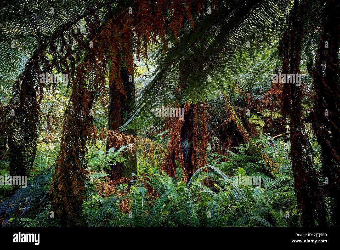 Ancient Tree Ferns Forest. Dandenong Ranges National Park, Victoria, Australia. Stock Photo