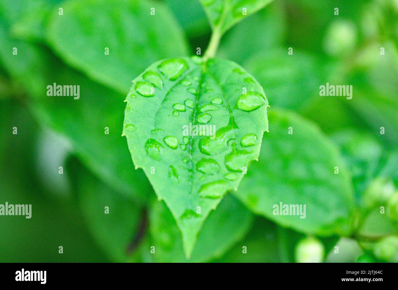 Leaf with water drops for backgrounds Stock Photo - Alamy