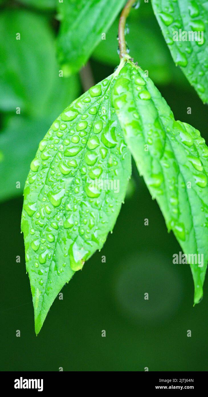 Leaf with water drops for backgrounds Stock Photo - Alamy