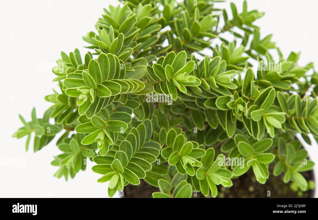 Hebe plant on isolated white background, selective focus shot. Stock Photo
