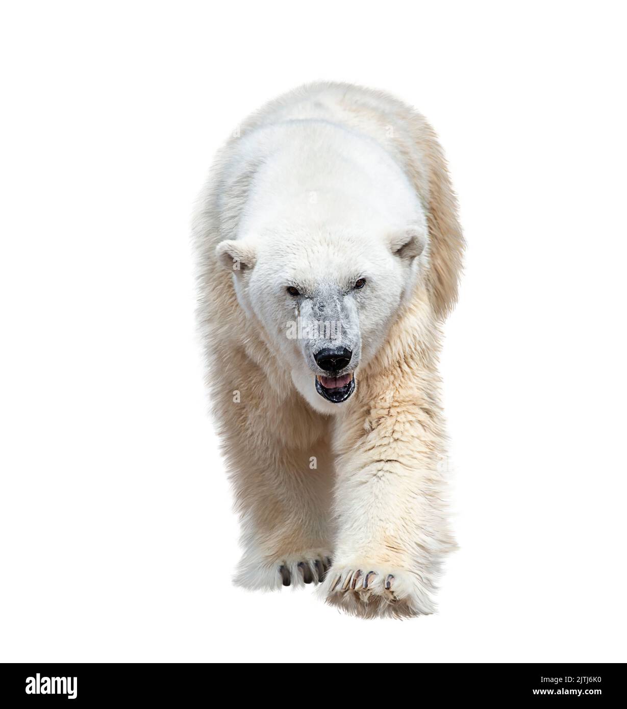 Large Polar Bear Isolated on White Background Stock Photo