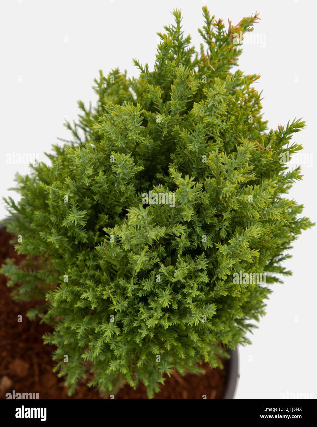 Conifer pisifera plant on isolated white background, selective focus shot. Stock Photo