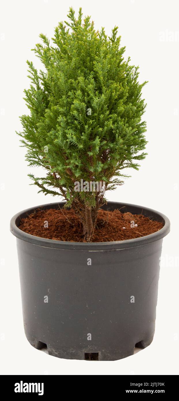 Conifer pisifera plant in flowerpot on isolated white background, selective focus shot. Stock Photo