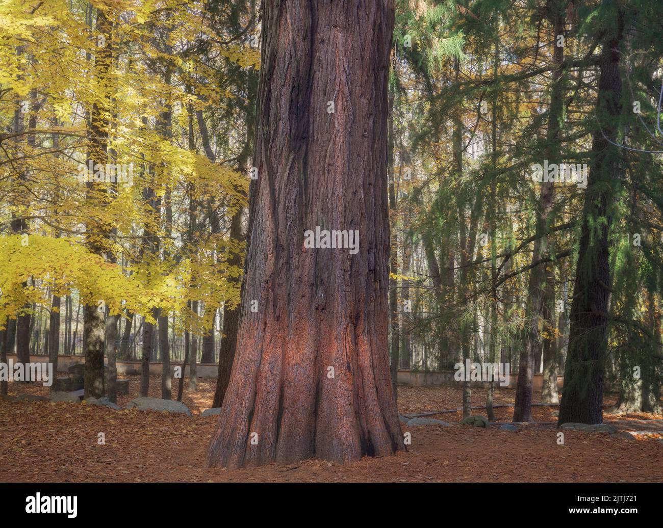 Sequoia in Montseny Natural Park, Catalonia Stock Photo