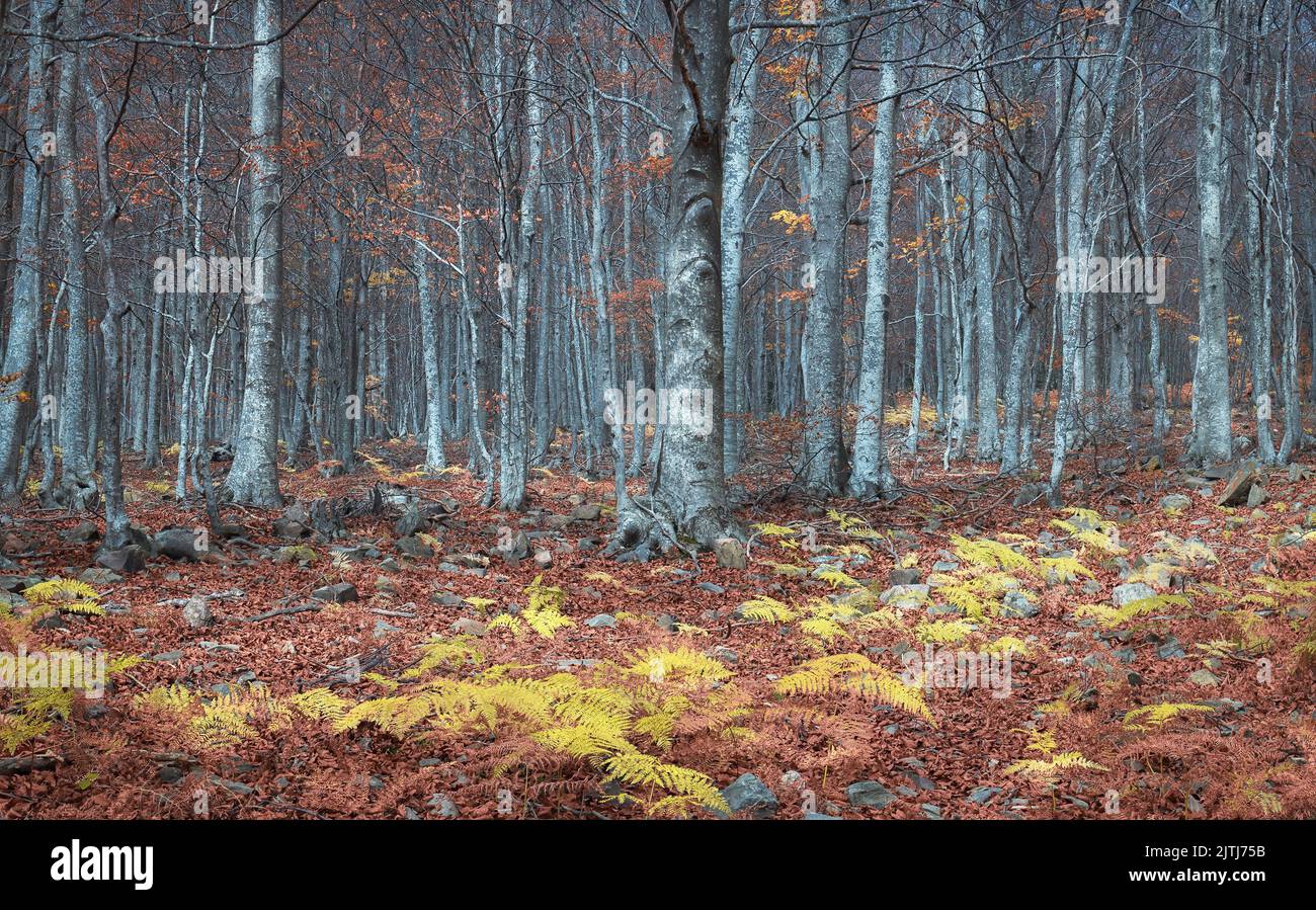 Beech Forest in Autumn at Montseny Natural Park, Catalonia Stock Photo