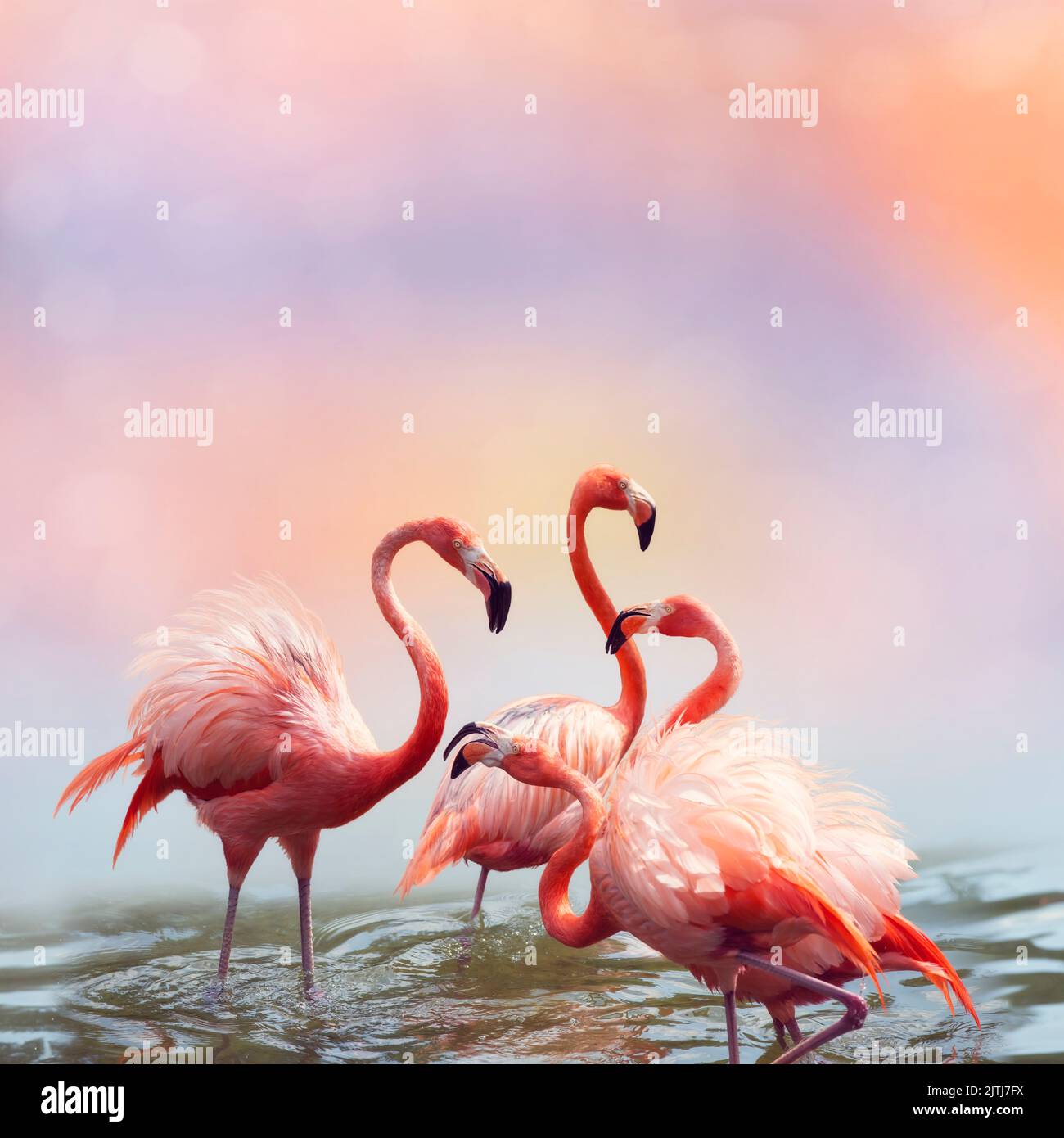 Beautiful Pink Flamingos in the water at sunset Stock Photo