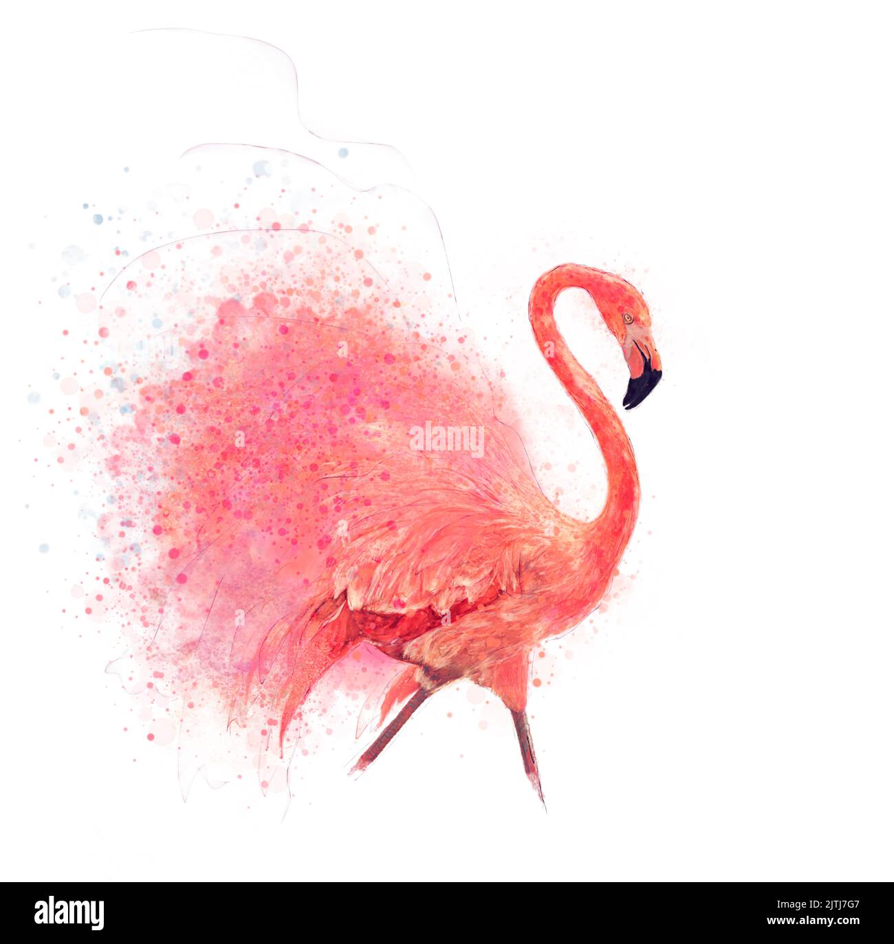 Watercolor Digital Painting of Pink Flamingo Bird on White Background Stock Photo