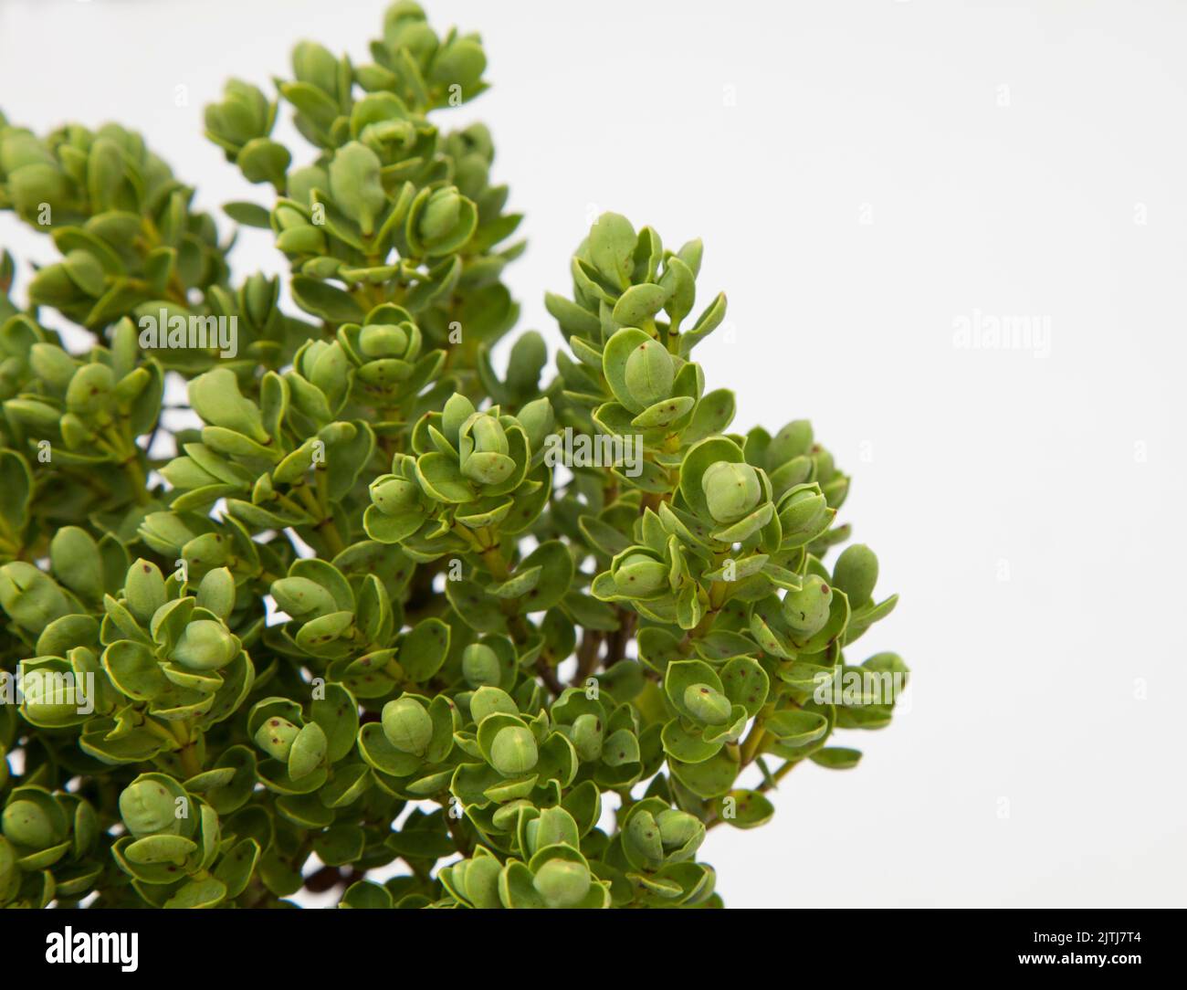 Hebe yellow buxus plant on isolated white background, selective focus shot. Stock Photo