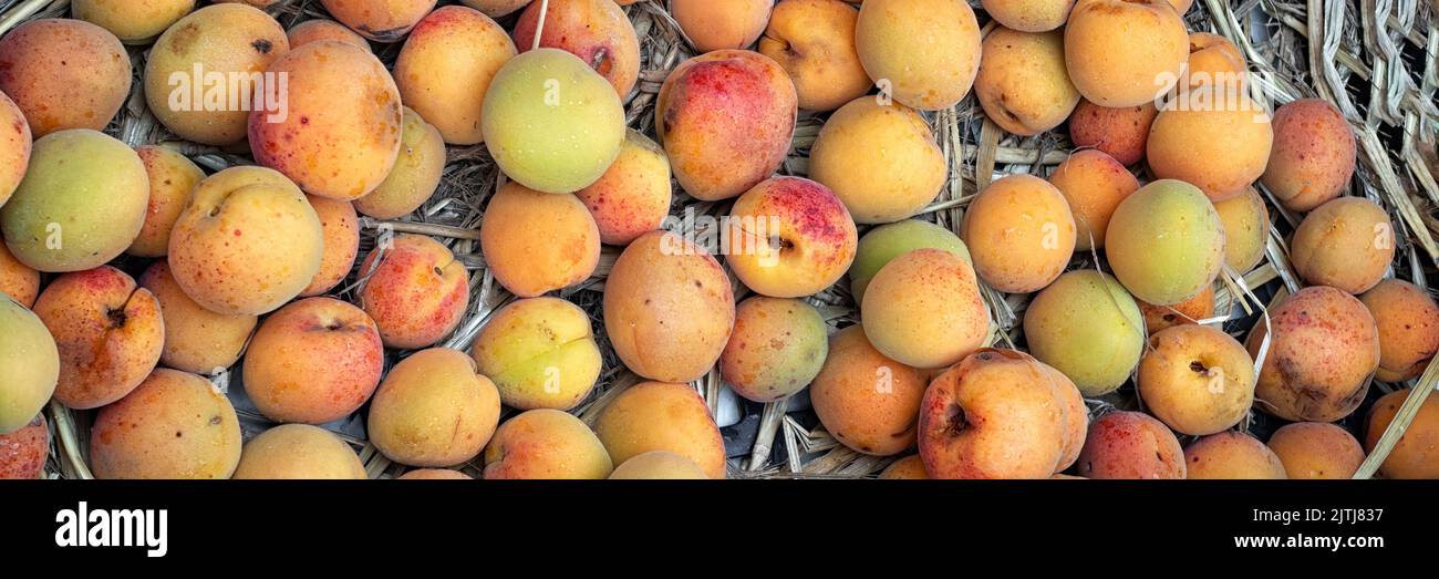 Panorama of fresh ripe Apricots at a market stall in Austria Stock Photo