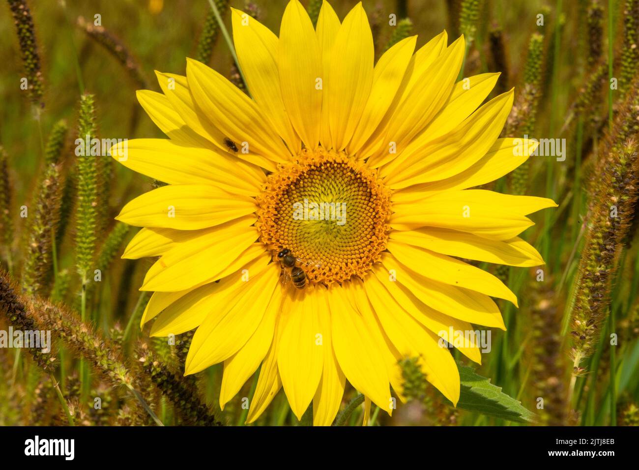 Sunflower in the field of foxtail grass Stock Photo