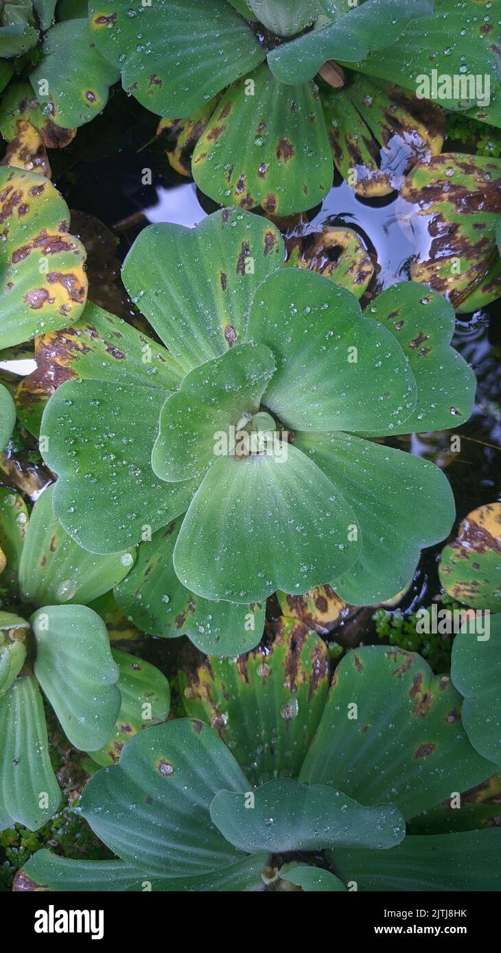 A top view of green lotus leaves on a pond surface Stock Photo - Alamy