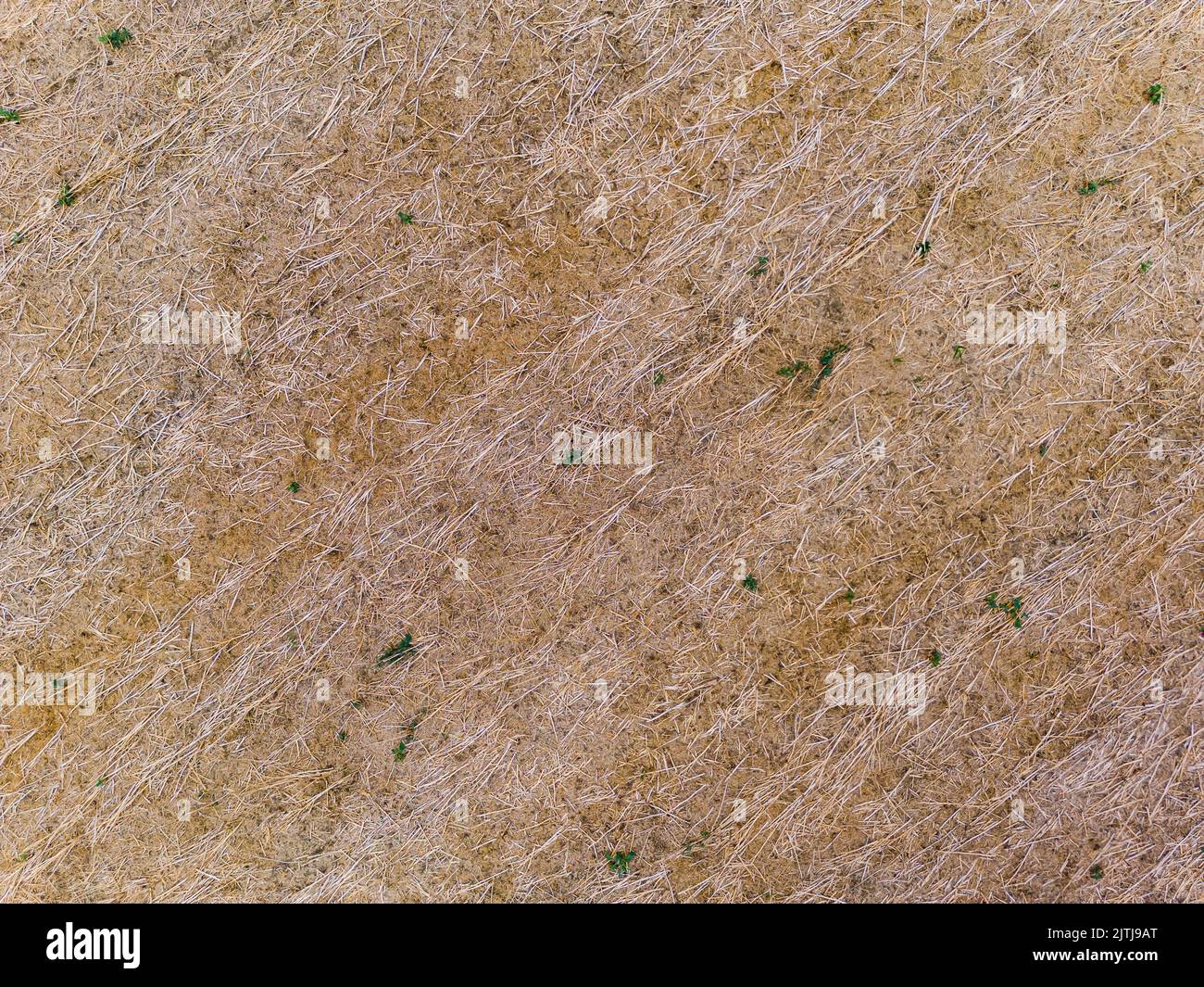 Dry stubble field with dead stubble in field from drone perspective Stock Photo