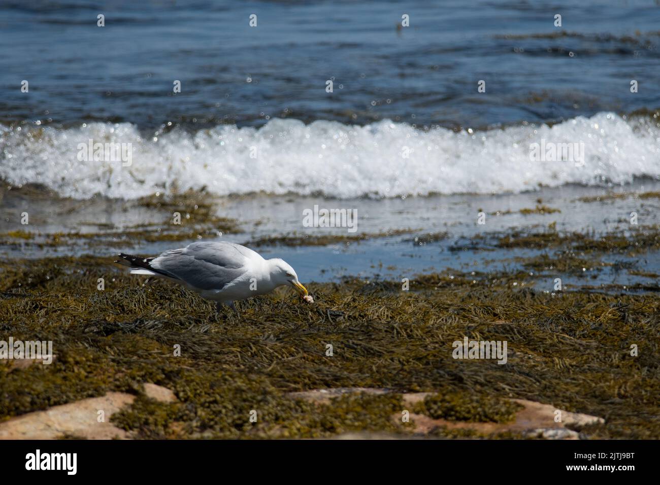 Gull finding food along the coast of Maine Stock Photo