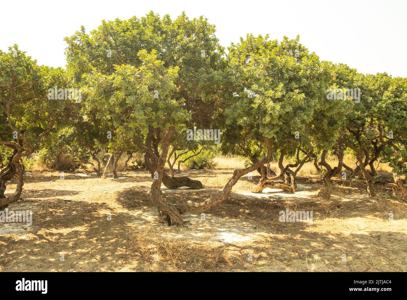 Gum Tree Forest in Chios Island of Greece. Stock Photo