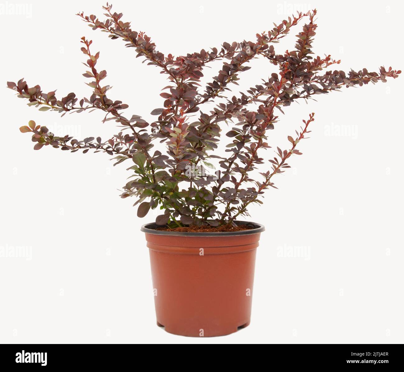 Balur berberis plant in tile-colored flowerpot on isolated white background, selective focus shot. Stock Photo
